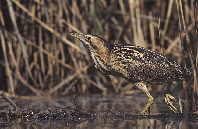 Great Bittern (Botaurus stellaris) ©WikiC