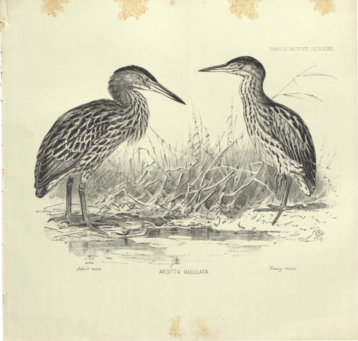 New Zealand Bittern (Ixobrychus novaezelandiae †) Extinct ©WikiC Drawing