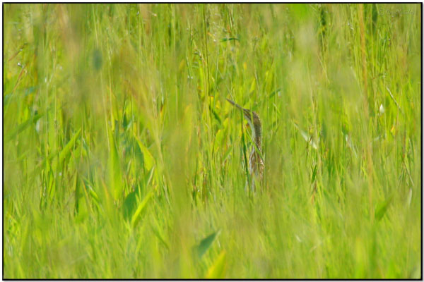 Pinnated Bittern (Botaurus pinnatus) by Daves BirdingPix