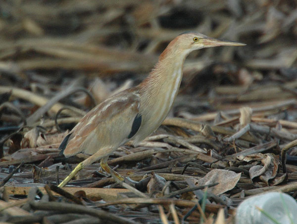 Yellow Bittern (Ixobrychus sinensis) by Nikhil Devasar