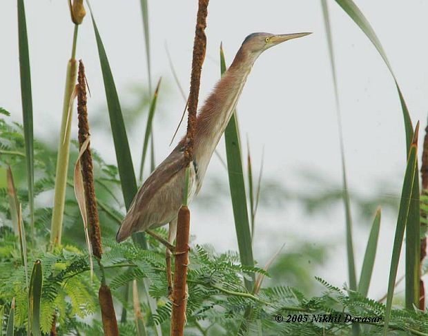 Yellow Bittern (Ixobrychus sinensis)