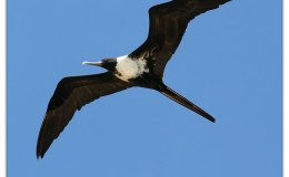 Artistic Birds From Their Creator&nbsp;II