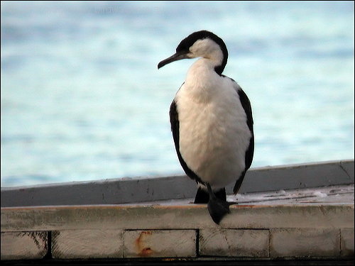 Black-faced Cormorant (Phalacrocorax fuscescens) by Ian