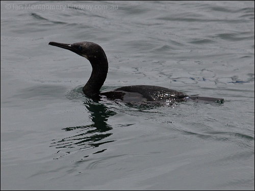 Brandt's Cormorant (Phalacrocorax penicillatus) by Ian