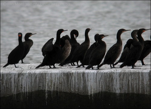 Cape Cormorant (Phalacrocorax capensis) by Ian