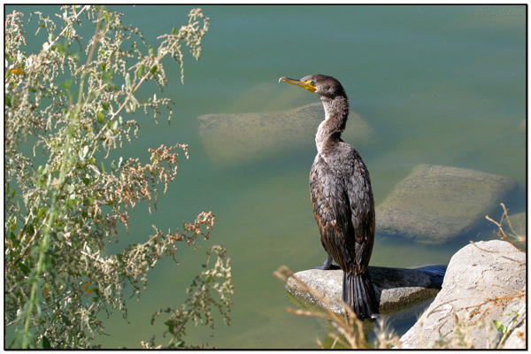 Double-crested Cormorant (Phalacrocorax auritus) by Daves BirdingPix
