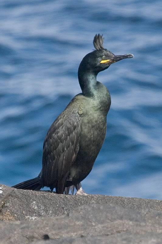 European Shag (Phalacrocorax aristotelis) ©AGrosset