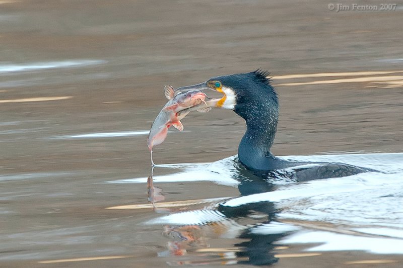 Great Cormorant (Phalacrocorax carbo) by J Fenton