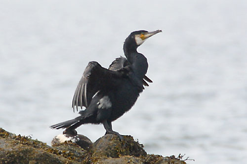 Great Cormorant (Phalacrocorax carbo) ©AGrosset