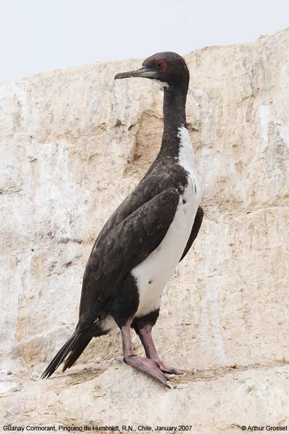 Guanay Cormorant (Leucocarbo bougainvillii) ©Arthur Grosset