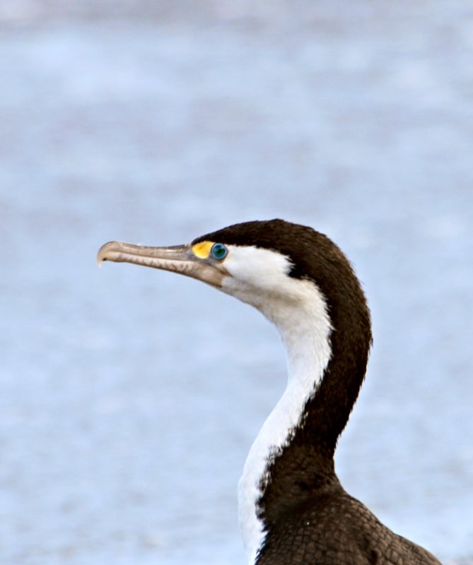 Imperial Shag (Leucocarbo atriceps) by W Kwong