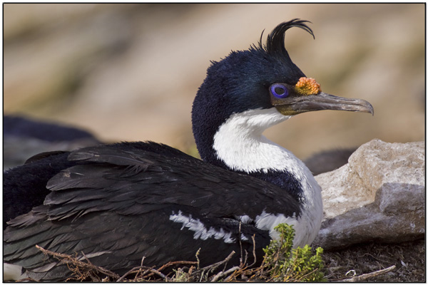King Shag (Leucocarbo albiventer) by Daves BirdingPix