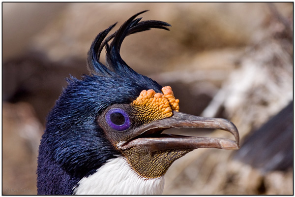 King Shag (Leucocarbo albiventer) - head close-up Saunders Island