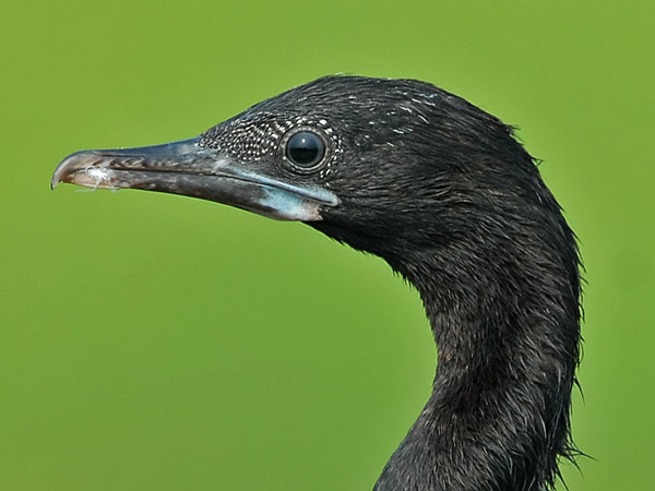 Little Cormorant (Microcarbo niger) 3by Nikhil Devasar