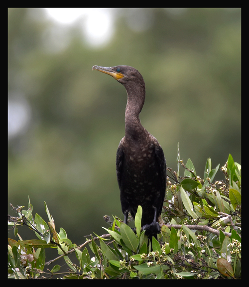 Neotropic Cormorant (Phalacrocorax brasilianus) by by Robert Scanlon