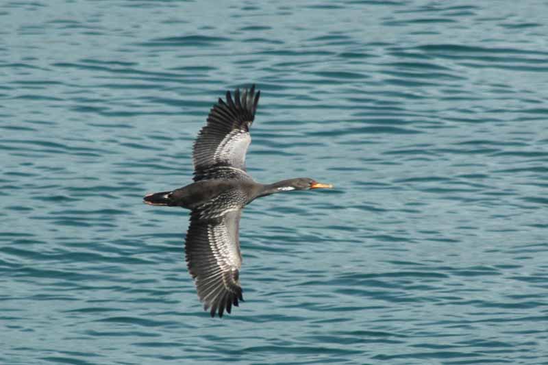 Red-legged Cormorant (Phalacrocorax gaimardi) by Bob-Nan