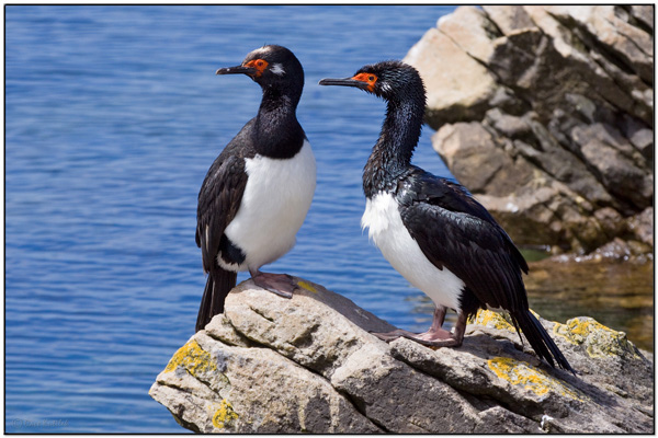Rock Shag (Phalacrocorax magellanicus) by Daves BirdingPix