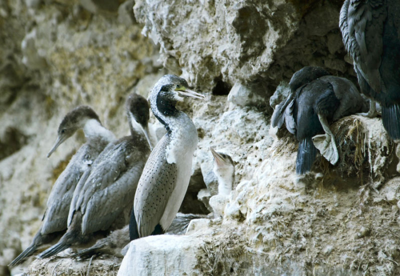 Spotted Shag (Phalacrocorax punctatus) by W Kwong