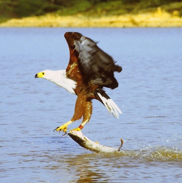African Fish Eagle (Haliaeetus vocifer) ©WikiC