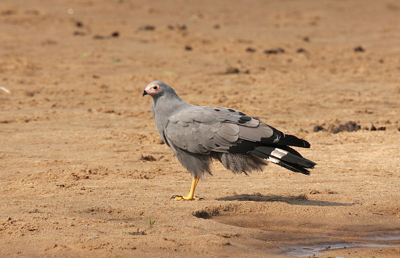 African Harrier-Hawk (Polyboroides typus) ©WikiC