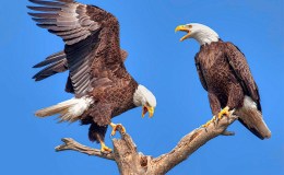 Bird Tales – Eagles and&nbsp;Ravens