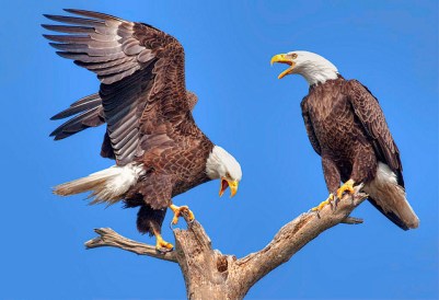 Bald Eagle (Haliaeetus leucocephalus) by PattiKru