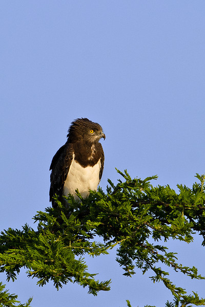 Black-chested Snake Eagle (Circaetus pectoralis) by Africaddict