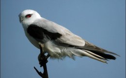 Scripture Alphabet of Animals: The&nbsp;Kite