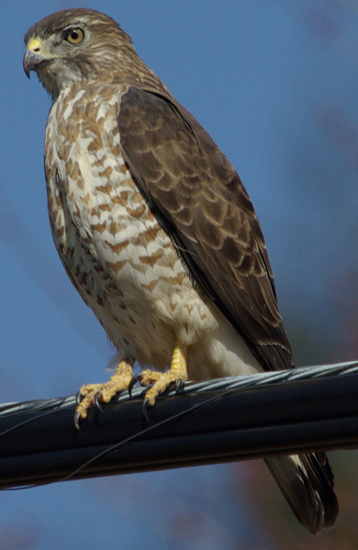 Broad-winged Hawk (Buteo platypterus) ©WikiC