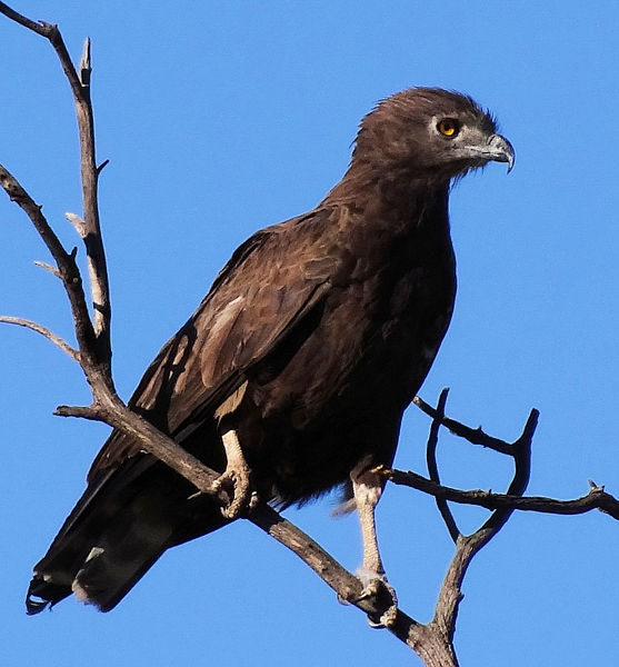 Brown Snake Eagle (Circaetus cinereus) ©WikiC