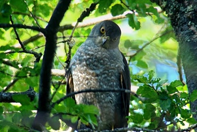 Chilean Hawk (Accipiter chilensis) ©WikiC
