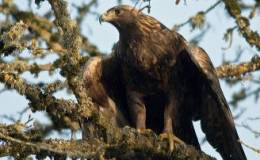 Golden Eagle Lands Here&nbsp;Again