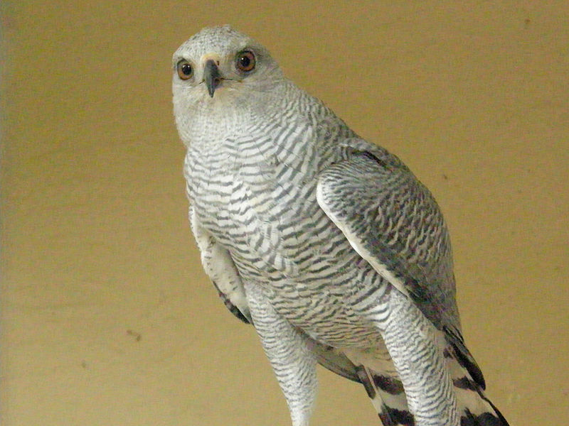 Grey-lined Hawk (Buteo nitidus) ©WikiC