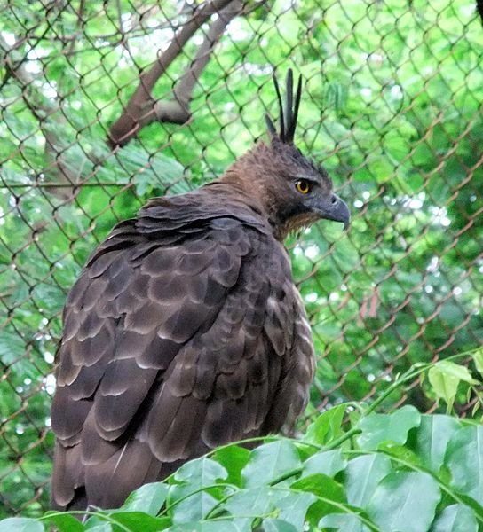 Javan Hawk-Eagle (Nisaetus bartelsi) ©WikiC