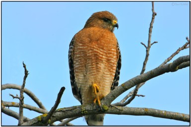 Red-shouldered Hawk (Buteo lineatus) by Daves BirdingPix