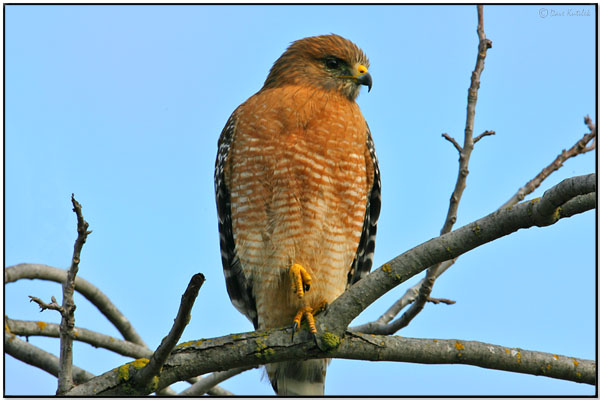 Red-shouldered Hawk (Buteo lineatus) by Daves BirdingPix