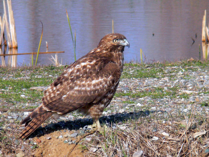 Red-tailed Hawk (Buteo jamaicensis) ©USFWS