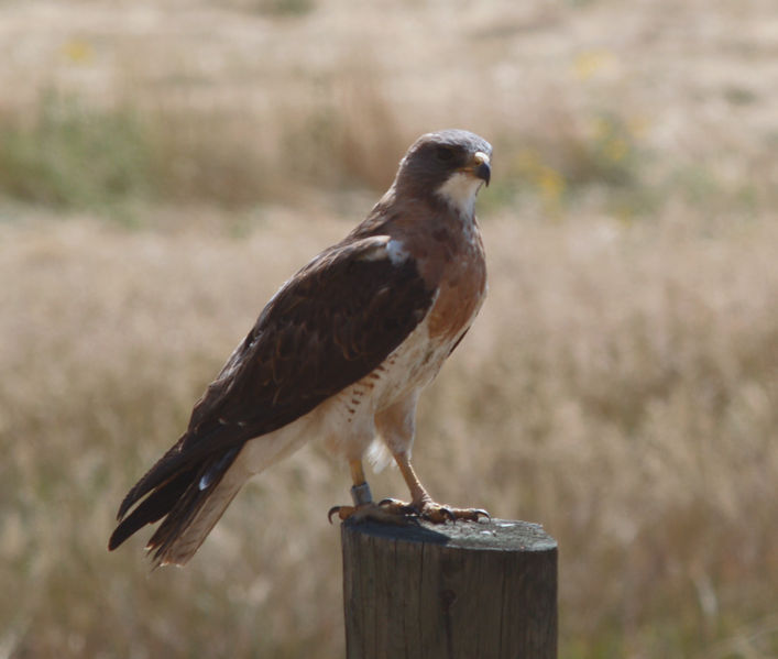 Swainson’s Hawk (Buteo swainsoni) ©WikiC