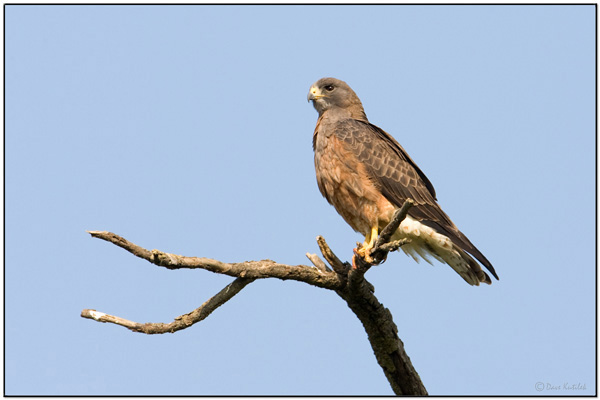 Swainson's Hawk, light morph