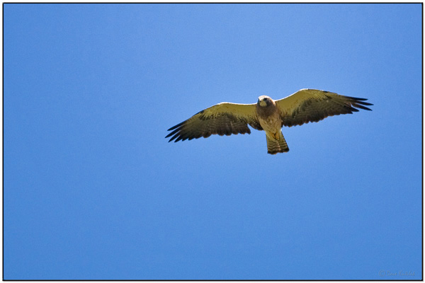 Swainson's Hawk, light morph