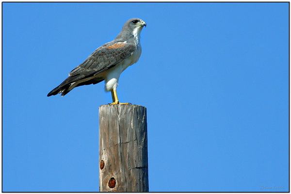 White-tailed Hawk (Buteo albicaudatus) by Daves BirdingPix