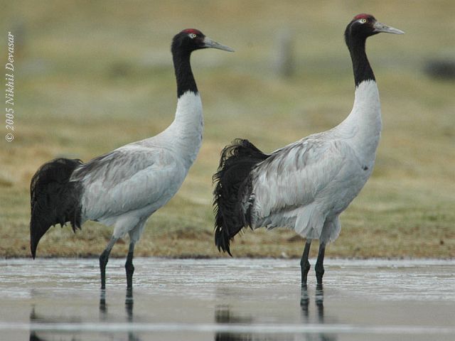 Black-necked Crane (Grus nigricollis) ©WikiC