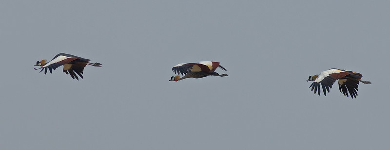 Black Crowned Crane (Balearica pavonina) by Africaddict