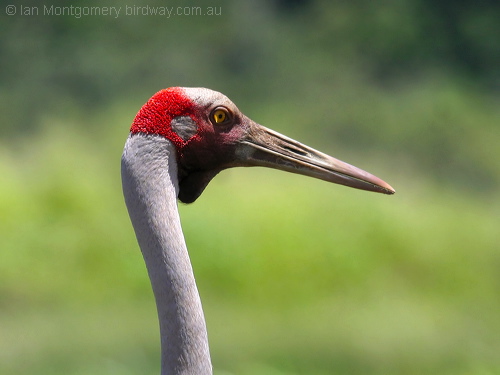 Brolga (Grus rubicunda) by Ian