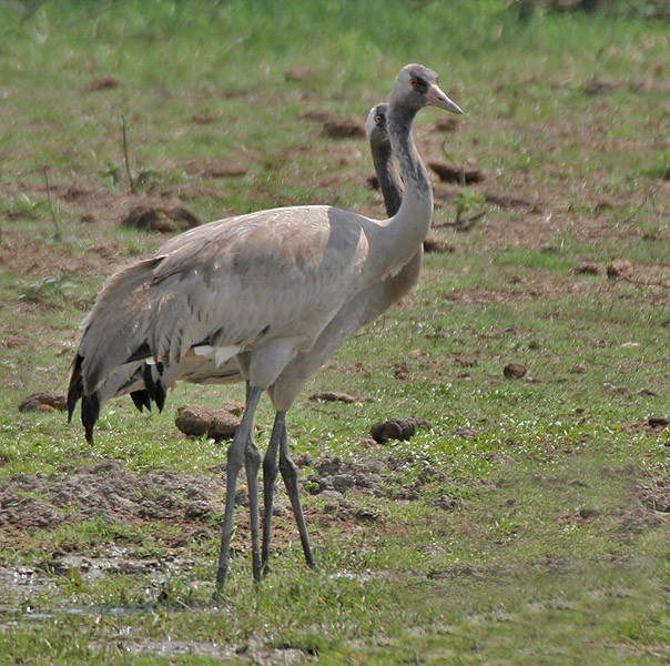 Common Cranes (Grus grus) ©WikiC