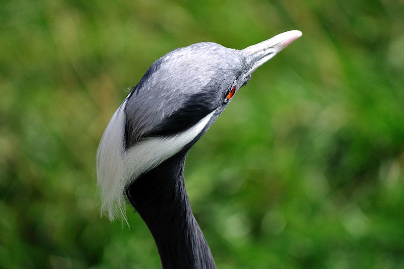 Demoiselle Crane (Anthropoides virgo) Top of Head ©WikiC