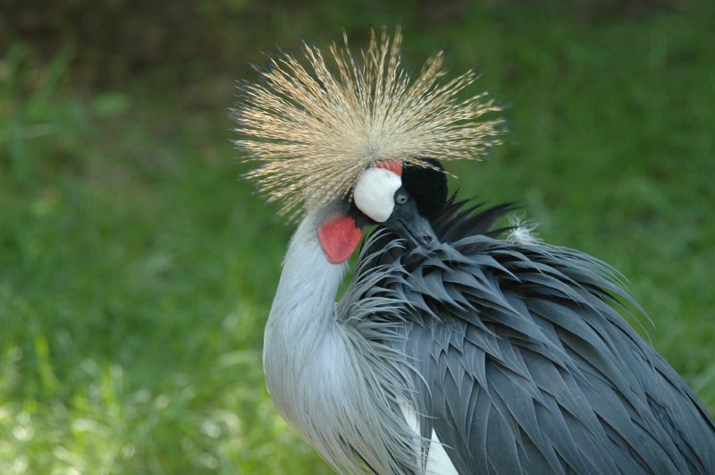 Grey Crowned Crane (Balearica regulorum) by Bob-Nan