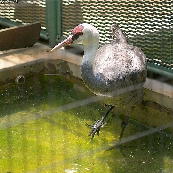 Hooded Crane (Grus monacha) ©WikiC