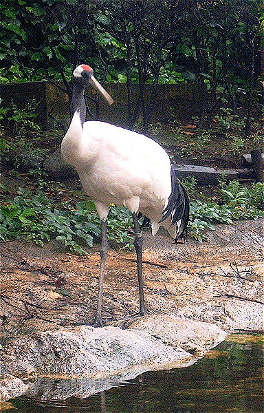 Red-Crowned Crane (Grus japonensis) by ©WikiC