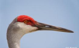 Birdwatching At Home – Maybe&nbsp;III